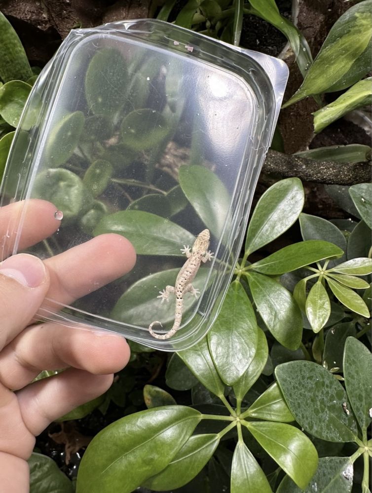 Gekon płaczący Lepidodactylus lugubris jaszczurka dla poczatkujacych
