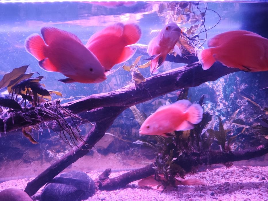 Pielęgnice Pawiookie