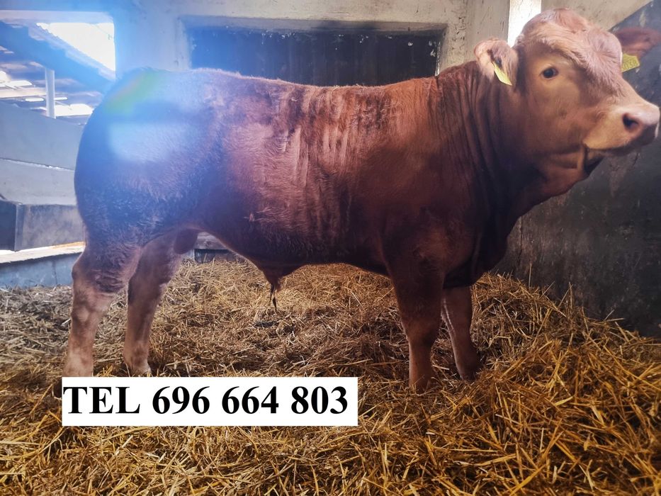 Byki Limousine 100%  bezrożne - ŚWIATOWA Genetyka