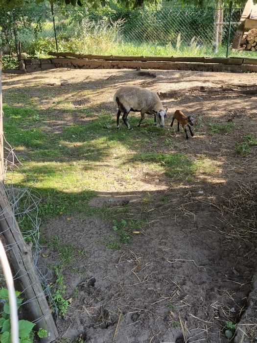 Młode owce kotne wrzosówki I kamerunki i matki z młodymi