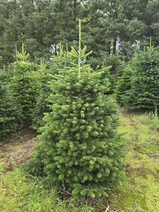 Jodła kaukaska pierwsza klasa