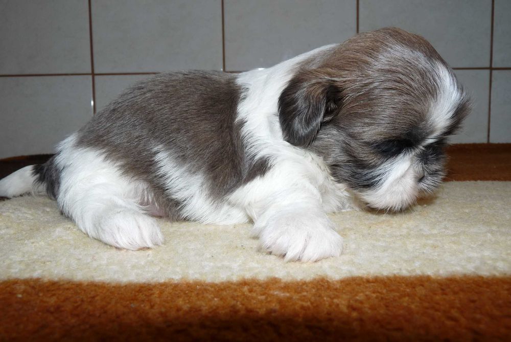Shih Tzu, suczka Lucy do odbioru od 24 grudnia.