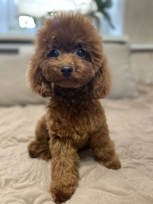 Вязка той пудель