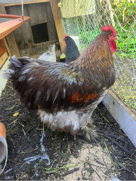 Kury Kochin olbrzymi   Sprzedam