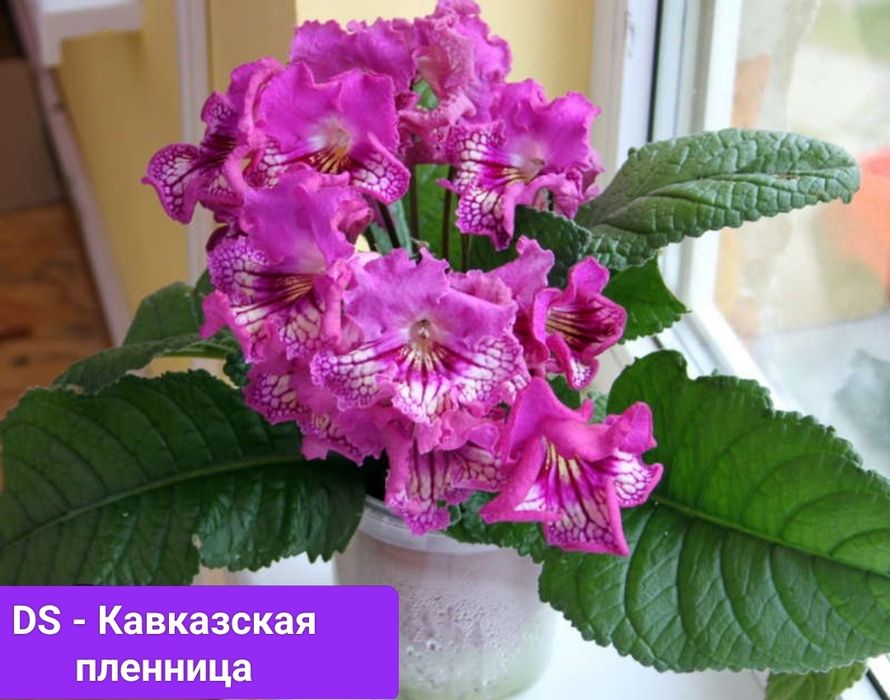 Шлюмбергера укорененные