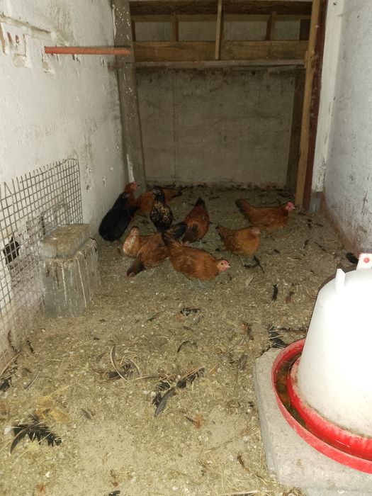 Sprzedam cwergi kury i koguty