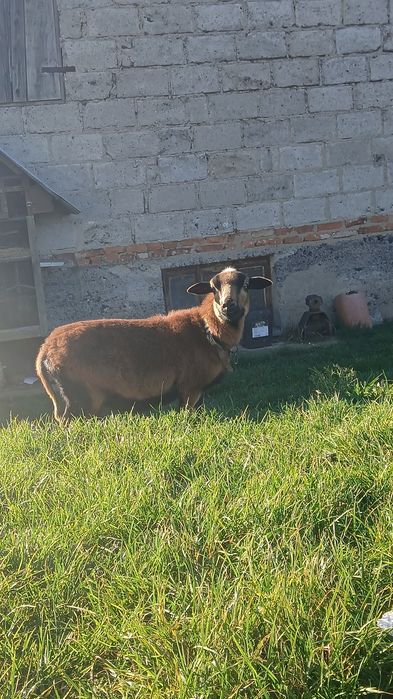 Sprzedam baranice Kameruńską