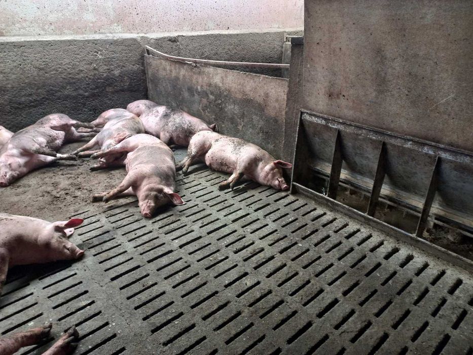 Продам свиней живою вагою