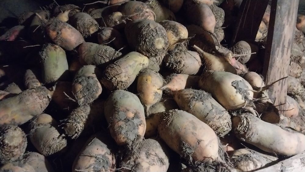 Продам кормовий буряк ,буряк червоний,моркву,картоплю.