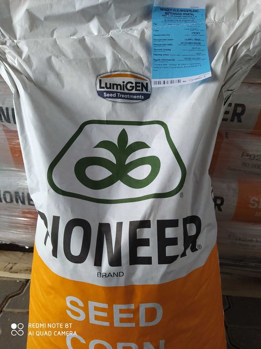 Kukurydza nasiona 9241 Pioneer P8436 (nowość) oryginał