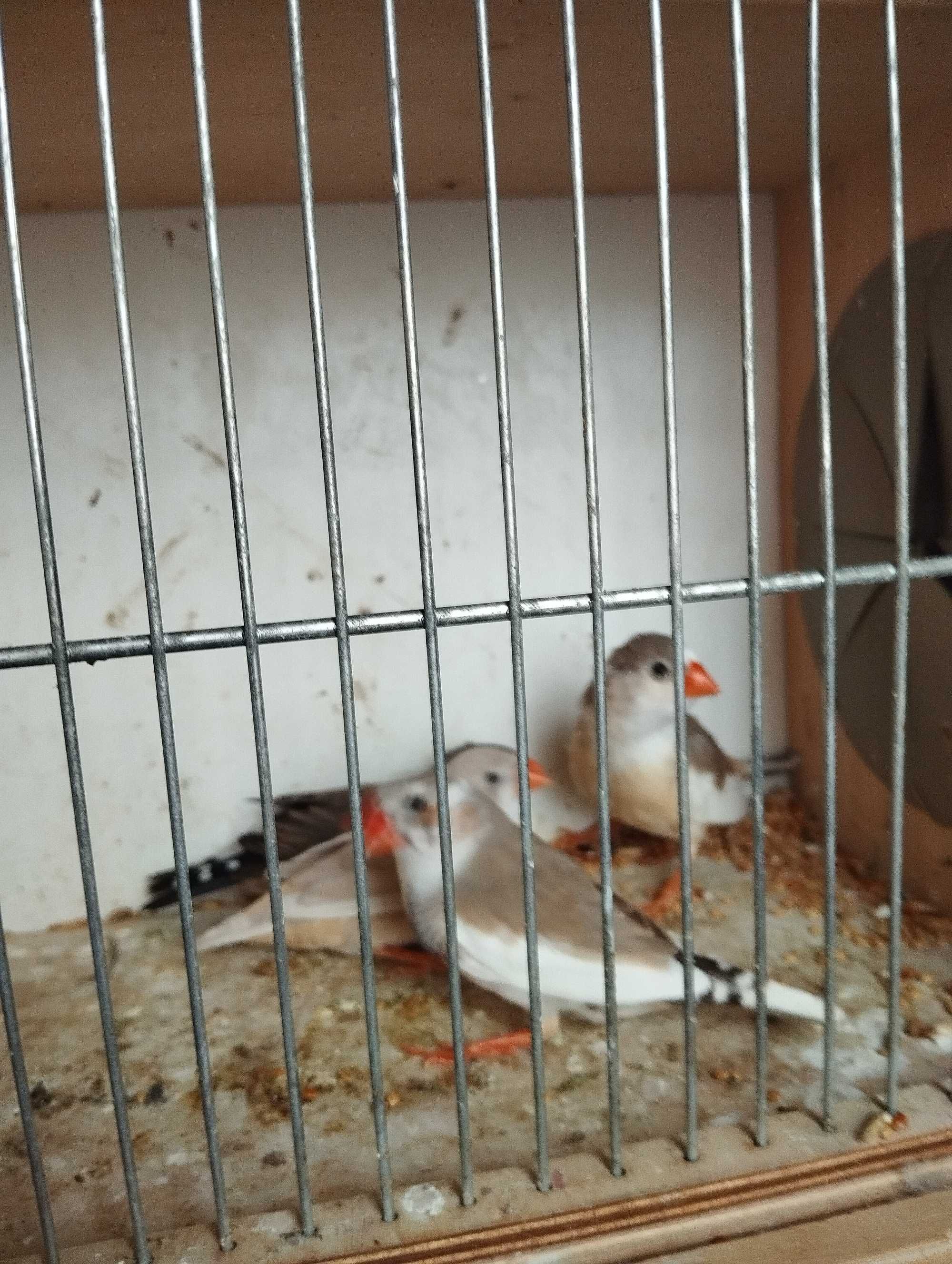 Zeberki młode w dobrej kondycji