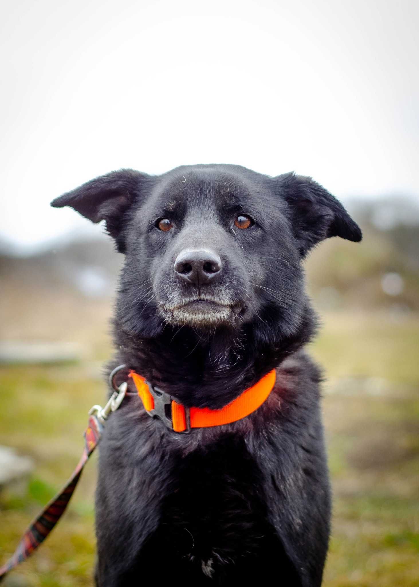 Zeus - boski psiak szuka nowej rodziny ADOPCJA