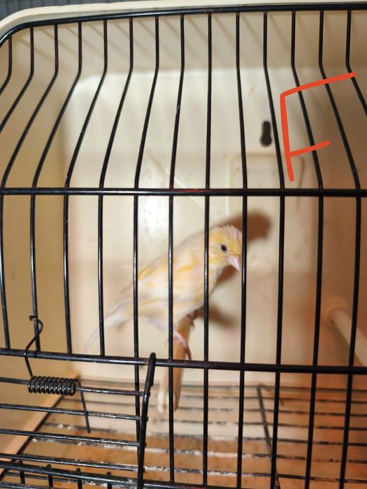 Canários para ceder