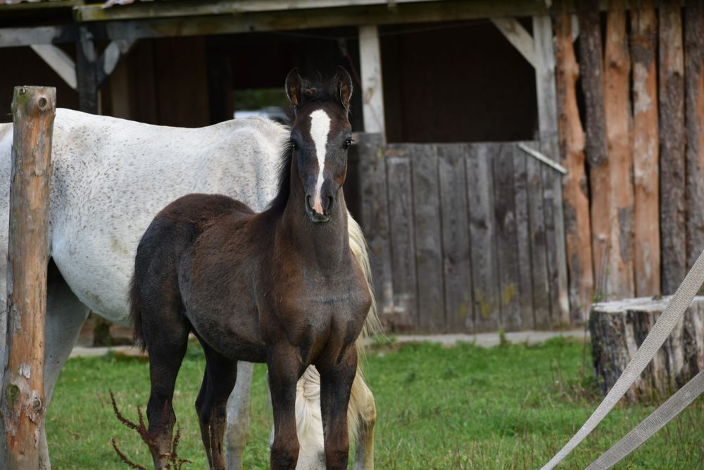 Klaczka arabska ( Al Ayal AA x Zeus EA)