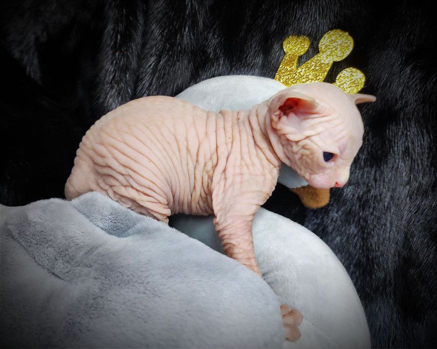 Канадский сфинкс мальчик клуб документы родословная WCF