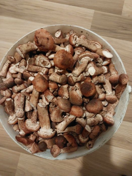 Opieńki świerze wiaderko 10l