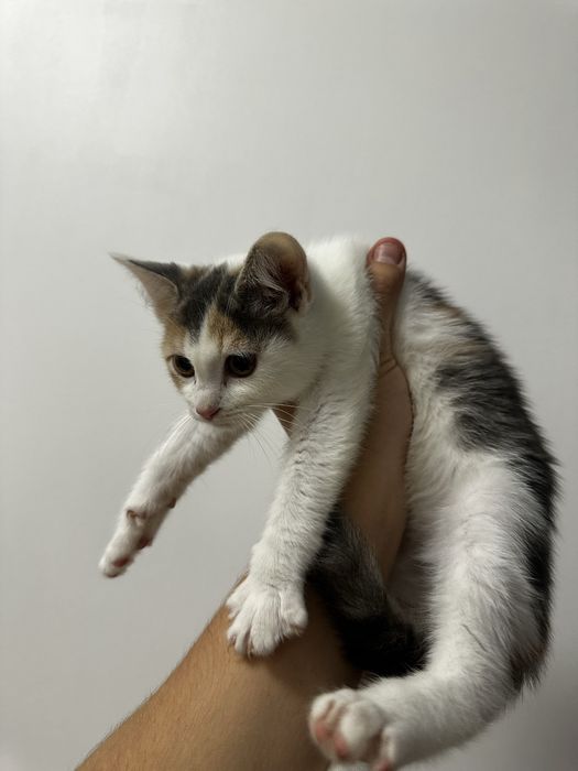 Віддамо кішечку в добрі руки