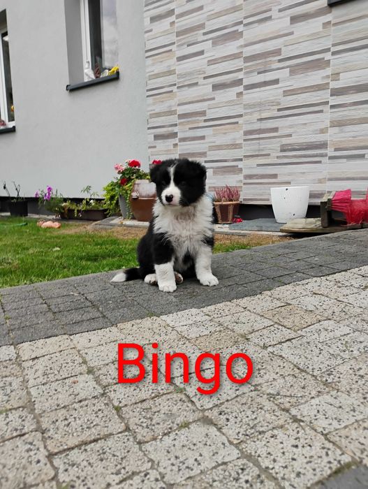 Border collie suczka