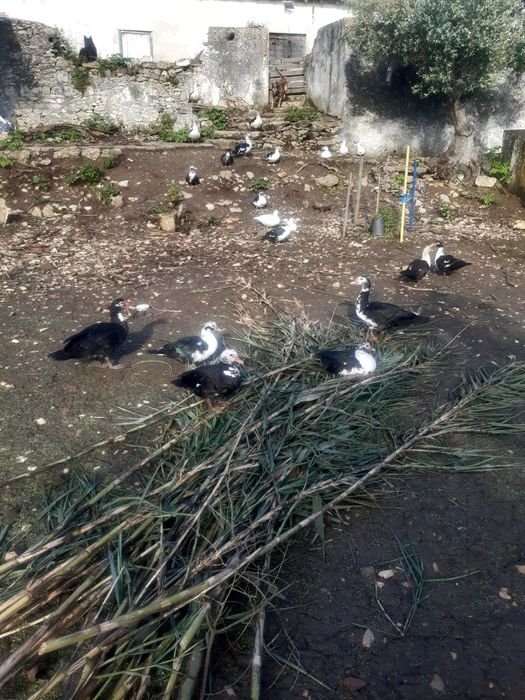 Patos Mudos novos
