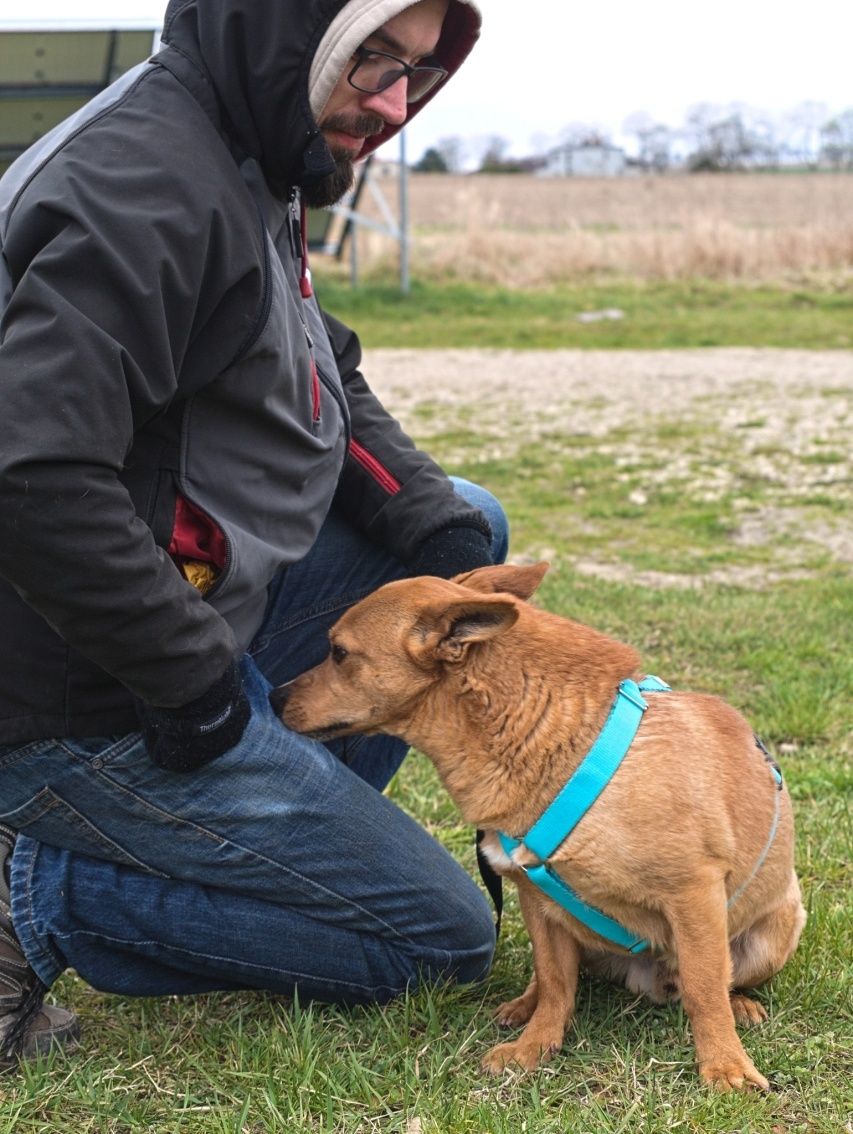 Rudy uroczy piesek z uszkami jak corgi do adopcji