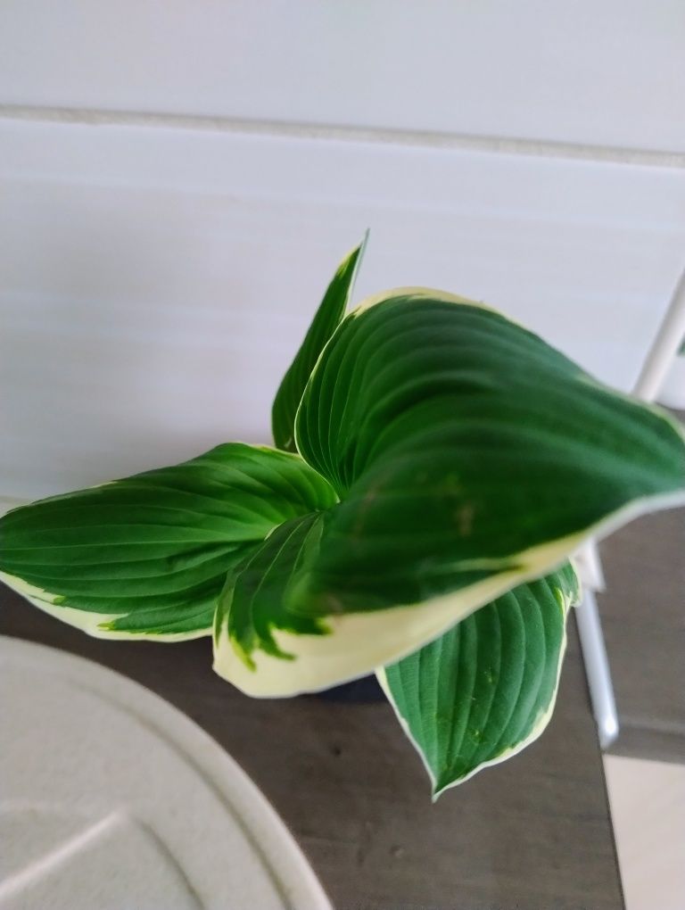 Funkia/hosta dwubarwna, zestaw 2 doniczek z roślinami