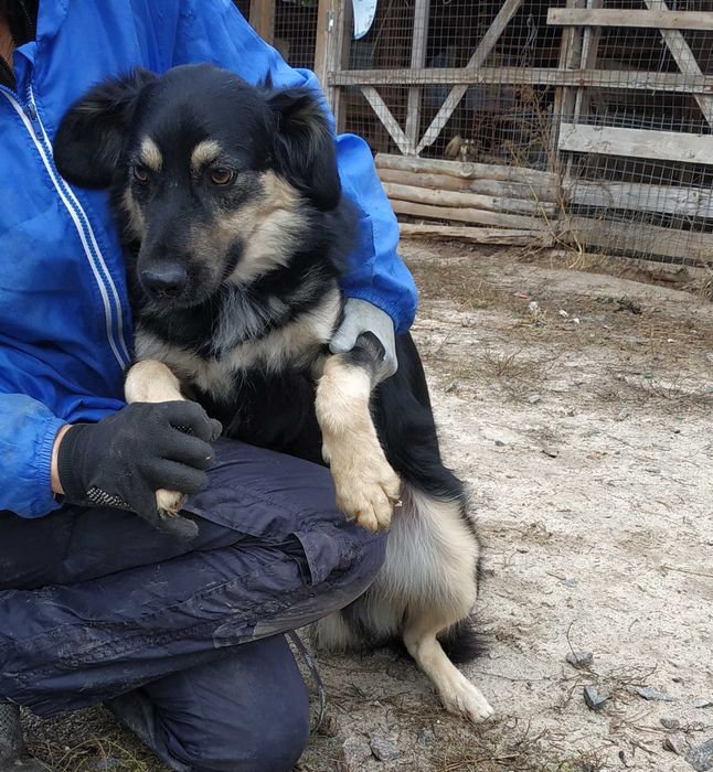 Ніжний та симпатичний Піт, 1,5 роки, друг для всієї родини, собака