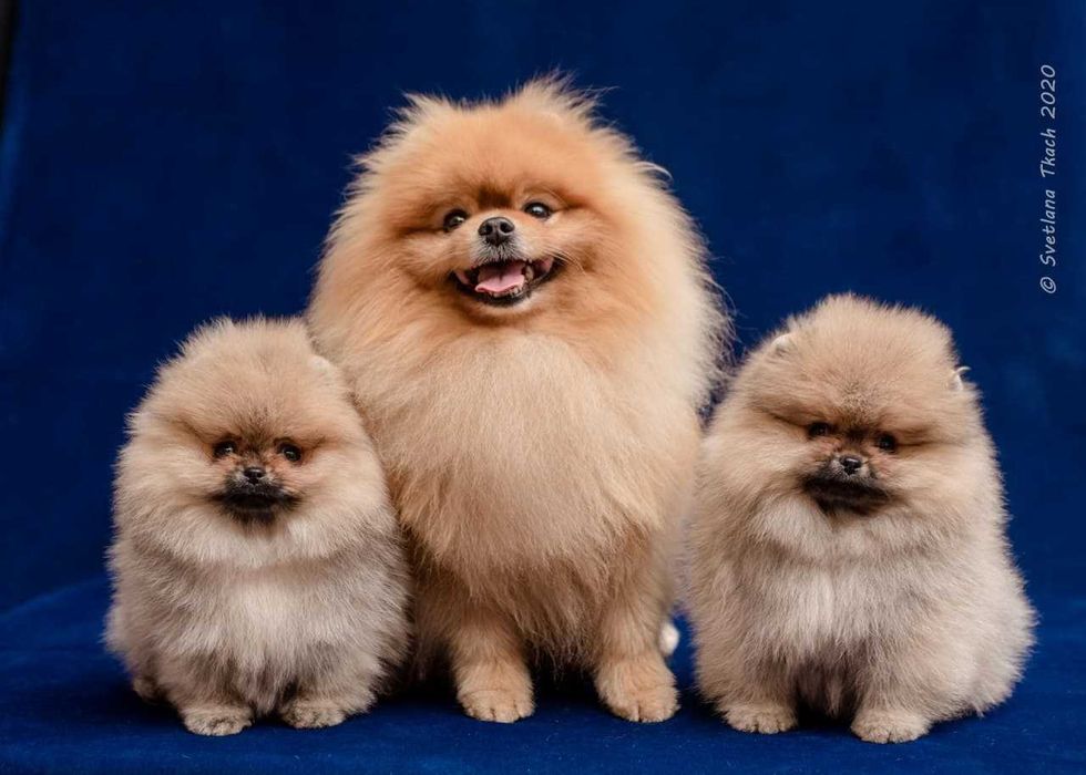 Люксовые щенки померанского шпица мишки курносые плюшевые