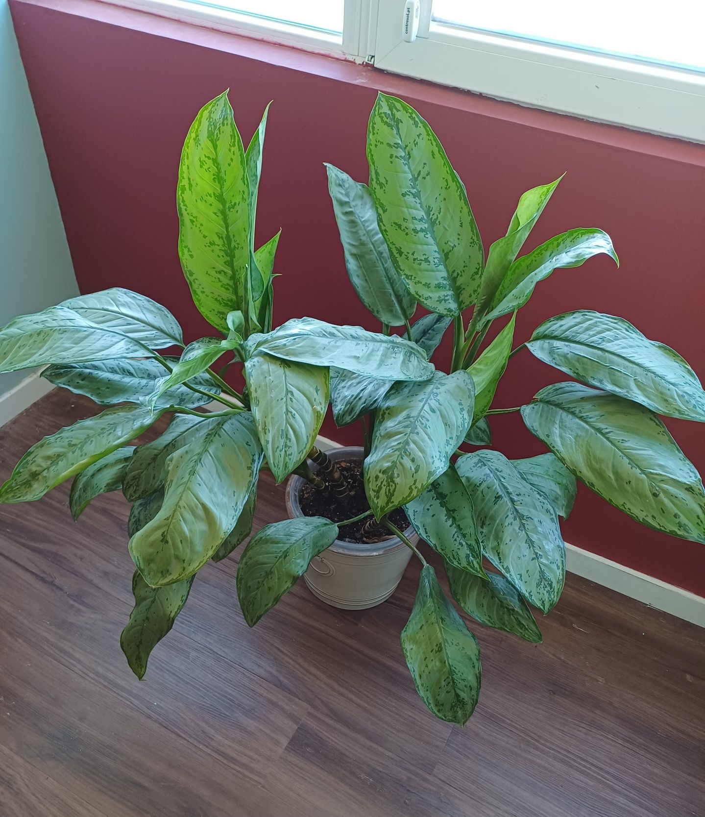Planta - Aglaonema com vaso cerâmico