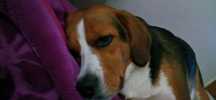 Suczka mieszaniec Beagle oddam w dobre ręce
