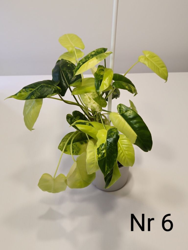 Philodendron Burle Marx Variegata