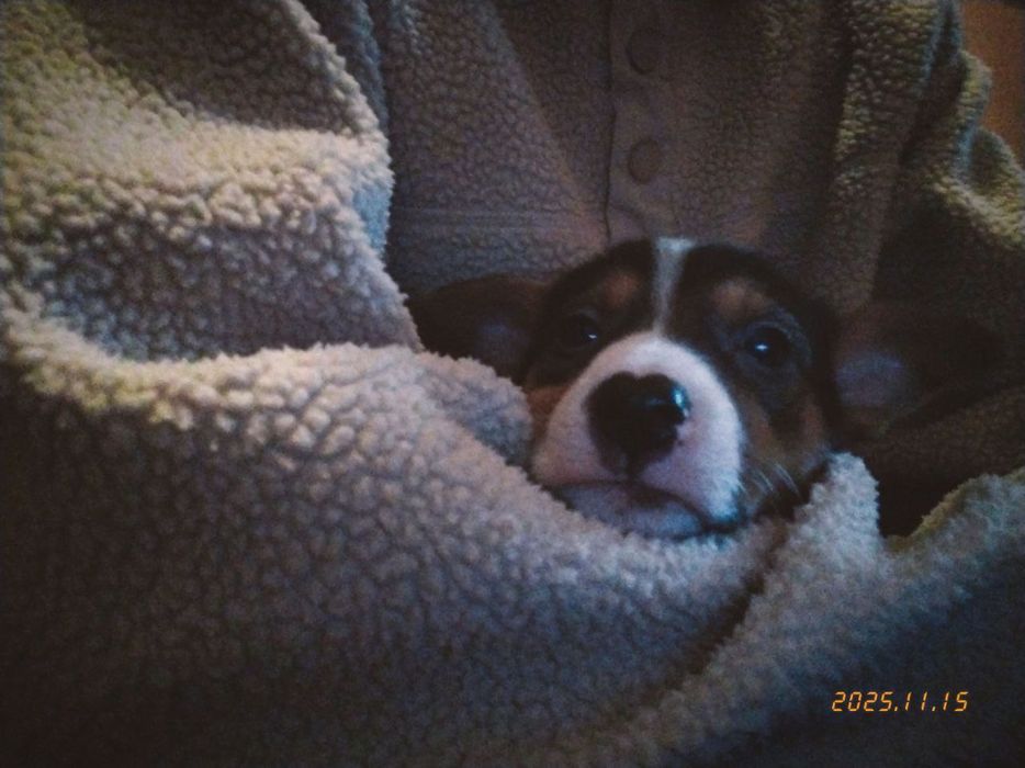 Два коротколапі хлопчики метиси