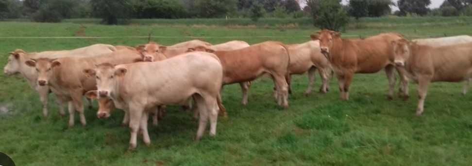 Blonde d"Aquatin  jałówki