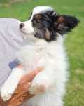 Papillon piesek tricolor ZKwP FCI