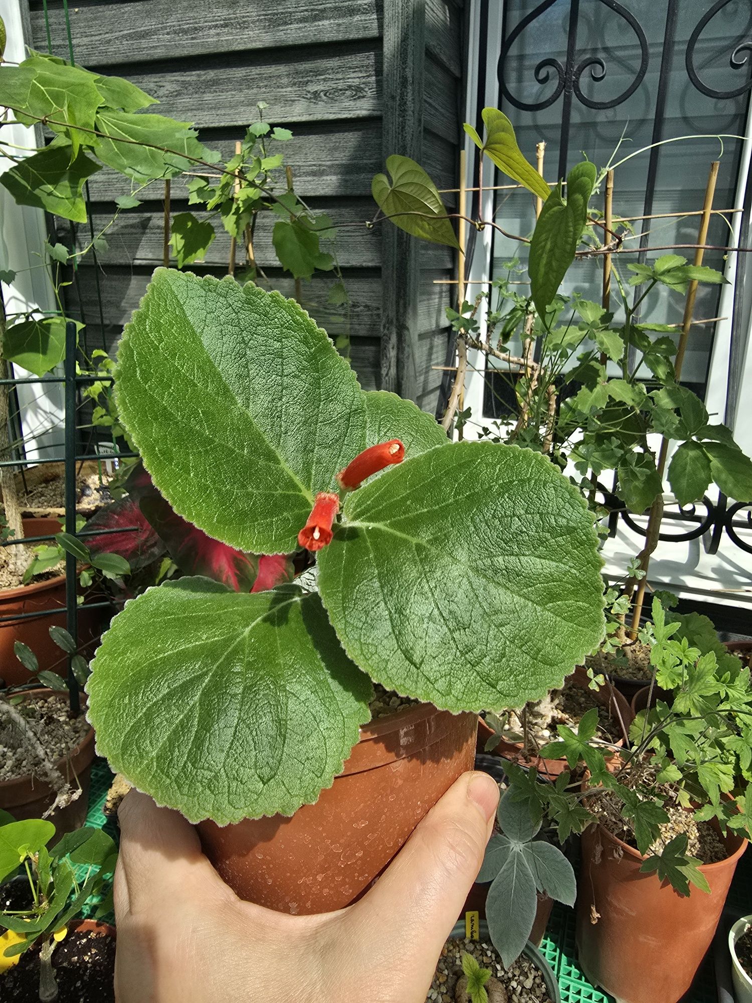 Синнингия агрегатa(Sinningia agregata)