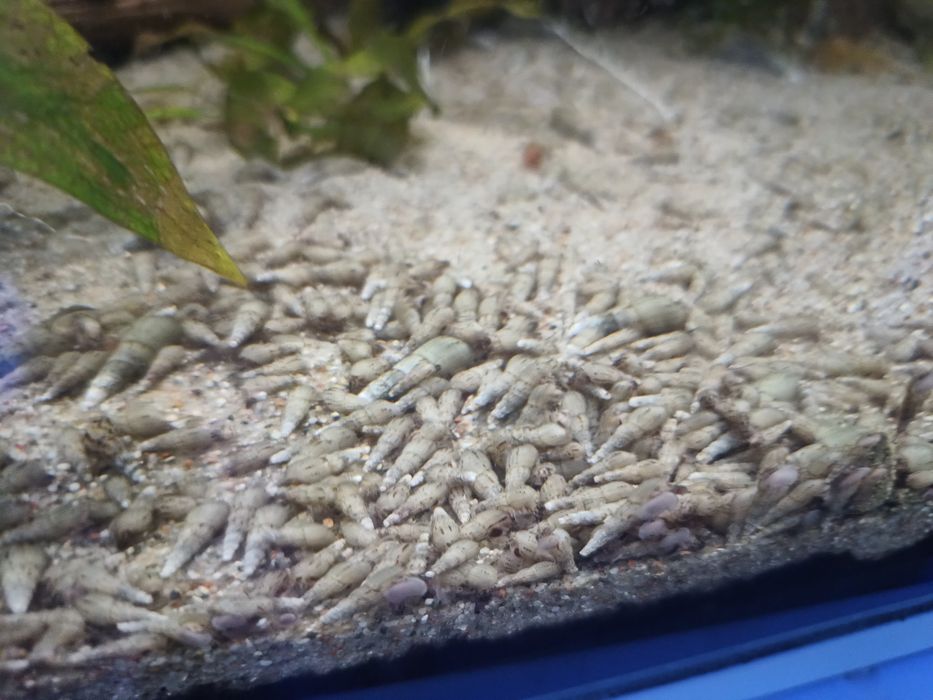 Oddam ślimaki za darmo