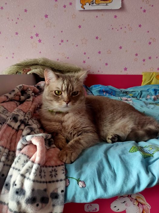 Віддам котика в сім'ю