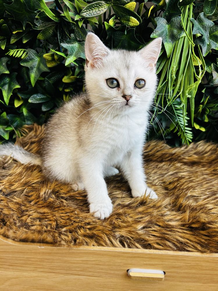 Gatinha   scottish stright silver
