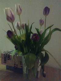 Domowe kwiaty tulipany