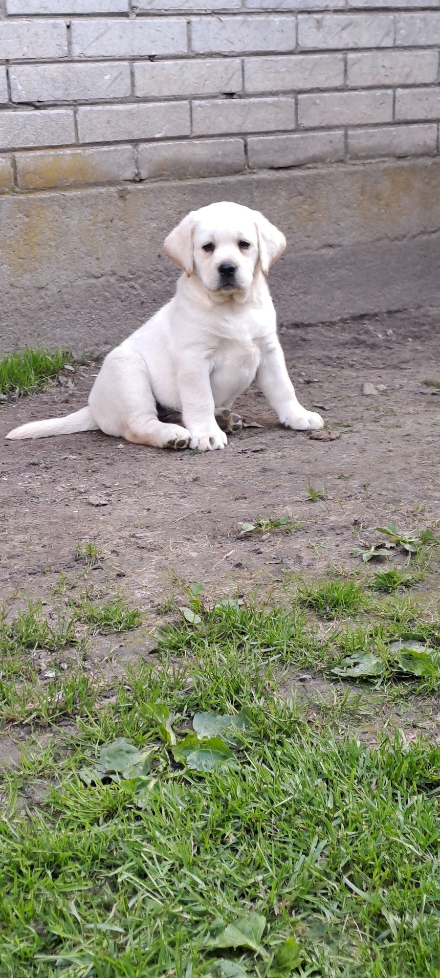 Labrador retriever