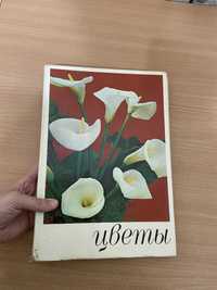 Книга Цветы Комнатные растения и декоративно-цветущие кустарники