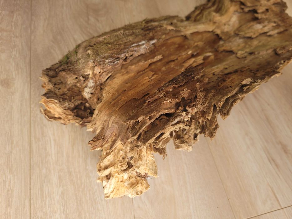 naturalny korzeń 60 cm na 20 cm - do akwarium terrarium gekon agama