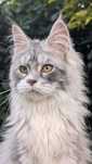 Kotka Maine Coon opcja hodowlana. Zapraszamy