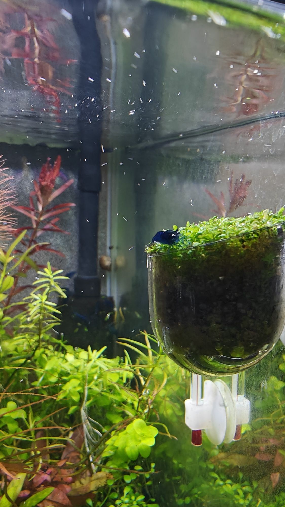 Neocaridina blue dream