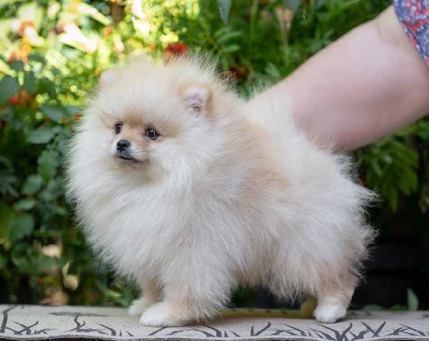 Померанский шпиц.щенки.