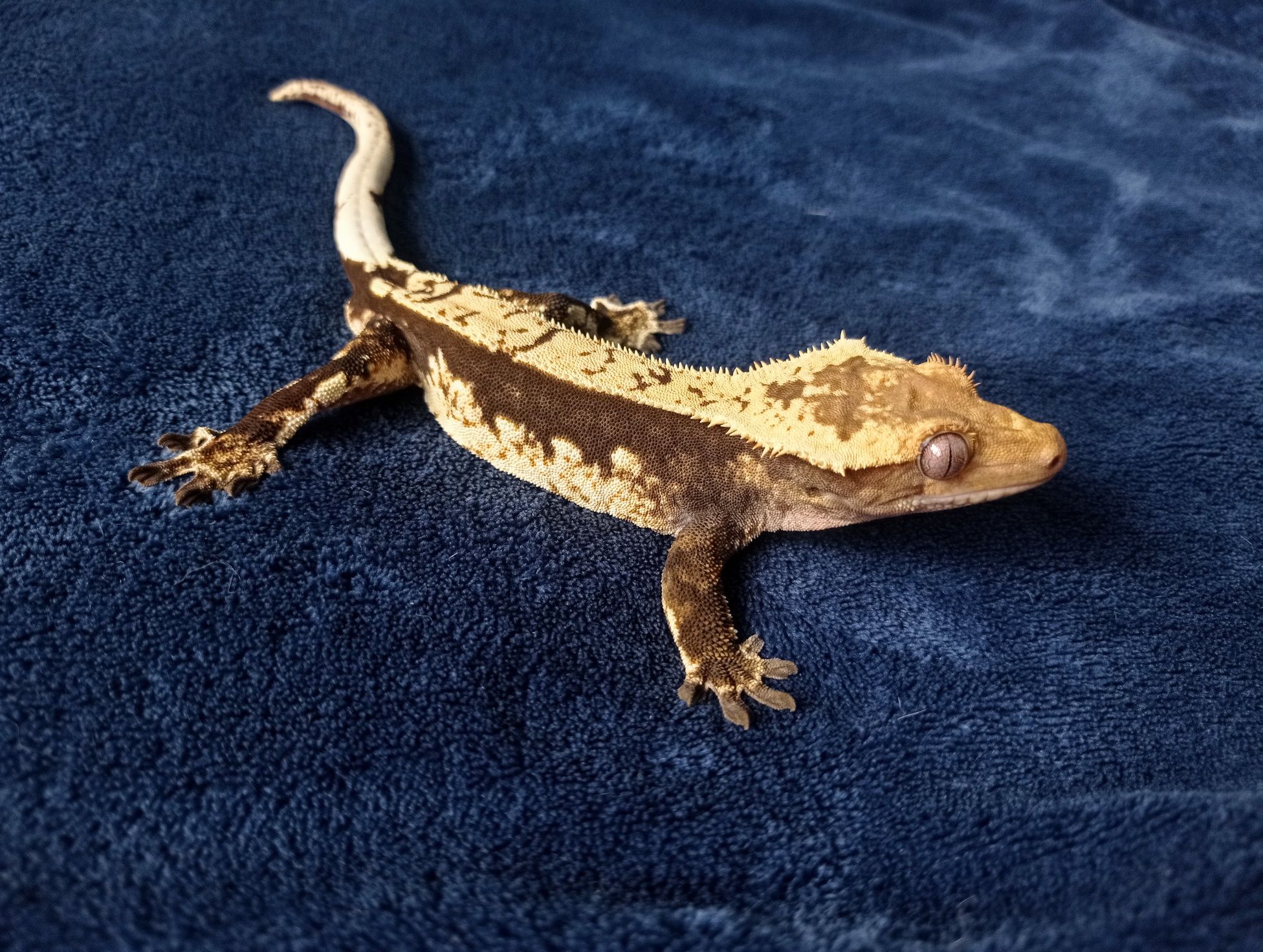 Gekon orzęsiony / Crested Gecko