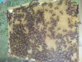 Odklady pszczele ramka warszawska wielkopolska