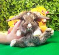Карликовый мини кролик,карликовий міні кролик,кролики,весловухий