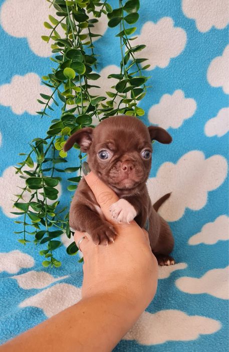 Estupendo Chocolatinho Chihuahua/Chiuaua de Qualidade