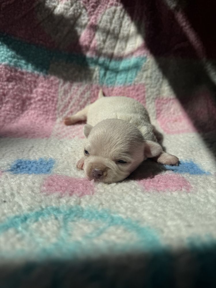Piesek chihuahua