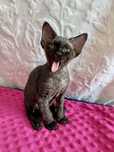 Śliczny Devon Rex Kimbo